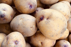 農薬化学肥料不使用　新じゃがインカのめざめ＆ローズマリー少量