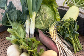 期間限定【農薬・化学肥料不使用】冬の旬野菜セット５～８品種