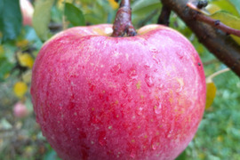 ほとばしる果汁！溢れる想い！葉取らずりんご美丘家庭用3kg