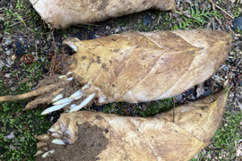 筍　1.5キロ　京都府京丹後産