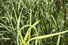 国産種子使用　ニンニクの芽　1kg