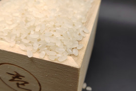 大粒もっちりあっさり✩　令和4年産特別栽培米にこまる精米　5kg