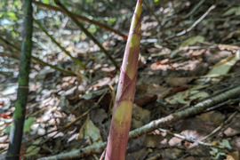 根曲がり竹　約500ｇ程度　サイズバラバラ　人気の紫混じりの根曲がり竹