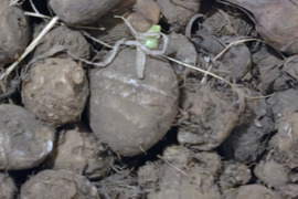 【栽培期間中　農薬不使用】えぐみが少なくねっとりな里芋(1kg)　　※訳アリ品※