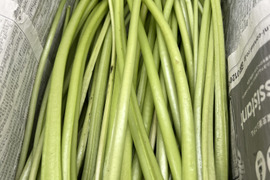 【朝採り当日発送】120年守る安曇野の湧水育ち。新鮮！シャキシャキ「茎わさび1kg」