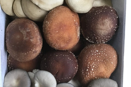 ハタケシメジぷらす·きのこお試しセット!!ブナシメジ&ひらたけ&椎茸&ハタケシメジ·お鍋であったか(^^)