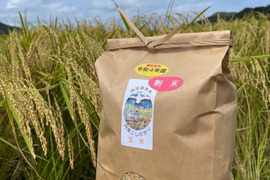 玄米１０K R５新米特別栽培米　京都丹後コシヒカリ