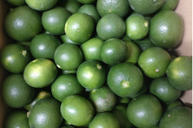 【青い高根島みかん】10月の摘果みかん【2kg】