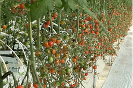 パリッと！新鮮！ミニトマト+ミディトマト詰め合わせセット 1.2kg【A-C品】