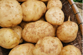 【有機JAS認証取得】掘り立て！ニシユタカ　10kgドイツ人フランクさんのこだわりジャガイモ🌱🥔✨