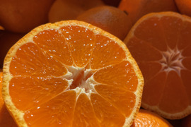 【柑橘食べ比べ】自然栽培 温州みかん（青島と古田）