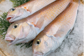 【超高級魚】白甘鯛の一夜干し2pc