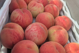 青森県産　桃　あかつき　小玉