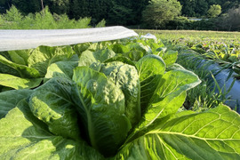 【お試し】京都産ロメインレタス2玉＆旬のイタリア野菜ちょっとずつセット