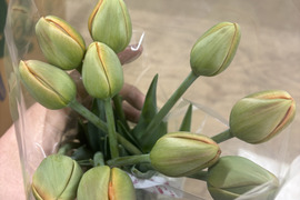 【期間限定】日持ち処理済！新潟の『チューリップ』切花（橙/黄）各10本