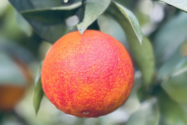 ブラッドオレンジ　モロ