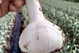 千葉県のにんにくで産地直送の商品｜食べチョク｜産地直送(産直