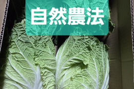 堆肥、肥料、農薬一切無し　自然農法白菜４玉
