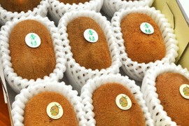 【人気No.1!!】”おまかせ3種キウイセット”この道50年！プロキウイ農家おすすめ季節限定3品種が入るお任せキウイセット【熨斗対応可】9個前後入り(M3)