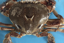 【凍眠凍結】‼️蟹🦀どうですか？
ヒラツメガニ　500g位入り(3〜5匹)入り
冷凍真空パック入り