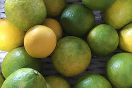 グラントレモン3キロ🍋(20玉前後)