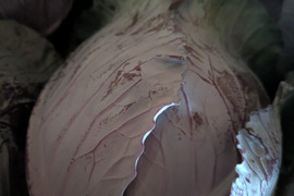 ミニ紫キャベツ🟣７キロ