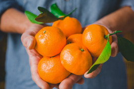 ついパクパク食べちゃう有田みかん3kg！糖度11度〜