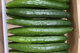 きゅうりの通販｜野菜｜2ページ目｜食べチョク｜産地直送(産直