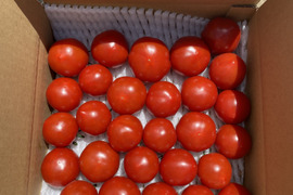甘くて皮が薄くて食べやすい　福井県産ミディトマト『越のルビー』2Kg！