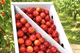 【佐藤錦】さくらんぼ 山形県東根産 700g L.2L 秀・特秀品 バラ詰め