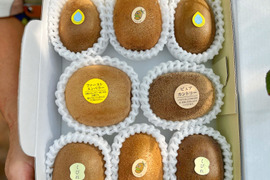 【人気No.1!!今年のご予約販売始まりました！】”おまかせ5種キウイセット”この道50年！プロキウイ農家おすすめ季節限定3品種が入るお任せキウイセット【熨斗対応可】9個前後入り(M5)