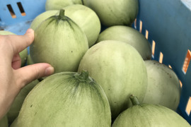 摘果メロン（1.5キロ)