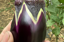 りんごあめなす　【大弘水茄子】　16個　〜新潟と大阪を繋ぐ架け橋〜