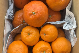 【食べ比べ】柑橘の王様　甘平とポンカン　3ｋ箱　除草剤使用無　万田酵素散布