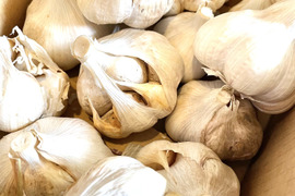 訳があっても一粒が大きいにんにく　1.5kg