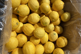 愛媛県産　瀬戸内　栽培期間中農薬不使用　国産レモン　2kg
