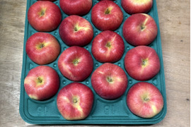 特別栽培!! 生産量の少ない希少りんご「華宝」Ａ品・5㎏
