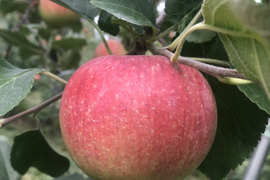 【希少!!】大人気の夏りんご「シナノリップ」約3kg