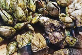 漁師直送！カメノテ1kg  （茹で後冷凍）