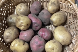 子どもの野菜　栽培期間中農薬不使用・自然栽培　新ジャガ　キタアカリ、アンデスレッド、トヨシロ（2㎏）食べ比べ