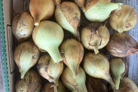 青森県産　玉ねぎ　S〜SSサイズ