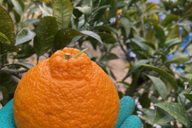 甘い！不知火！愛媛のみかん　家庭用３キロ