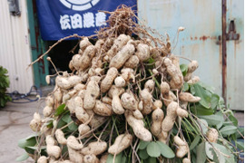 【有機JAS認証】兵庫県産　丹波ささやま「土付き落花生1ｋｇ」