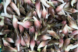 熊本・不知火町から直送　朝採れ花茗荷 1.0kg（旬の香り）