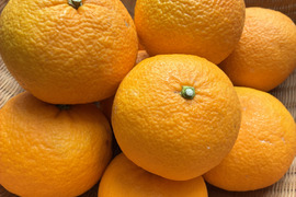 爽やか！静岡県産・甘夏みかん　5kg