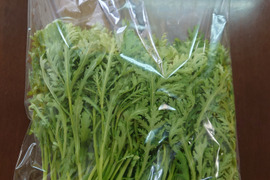 サラダ春菊／250ｇ×4袋（1kg）〈生で食べるサラダ野菜：大容量パック〉