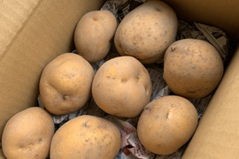農薬化学肥料不使用　新じゃがインカのめざめ大小食べ比べセット3キロ