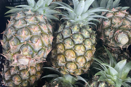 石垣島産「ジュワリーパイン(規格外)15玉