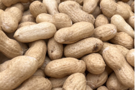 旬の味覚！遠州砂地育ちジャンボ生落花生『おおまさり』1㎏