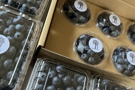 フレッシュ！生ブルーベリー🫐500g×2p